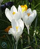 Crocus 8P76D-12